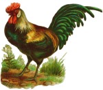 rooster-948405_960_720